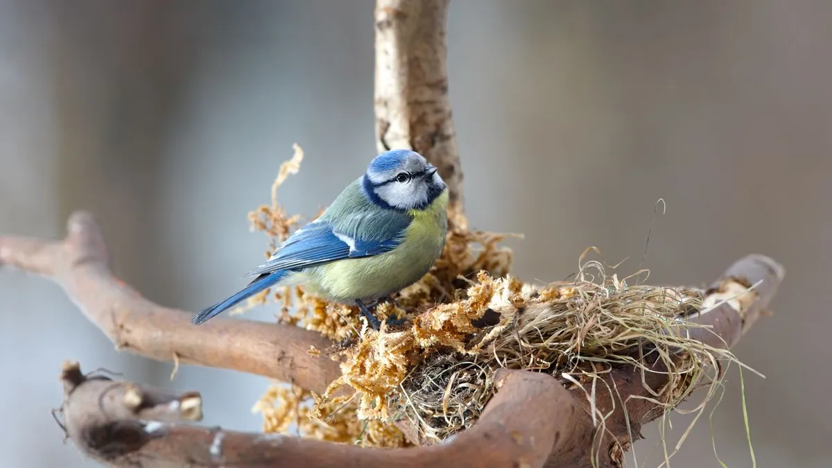 Urban blue tits use cigarette butts in nest building: an adaptive strategy