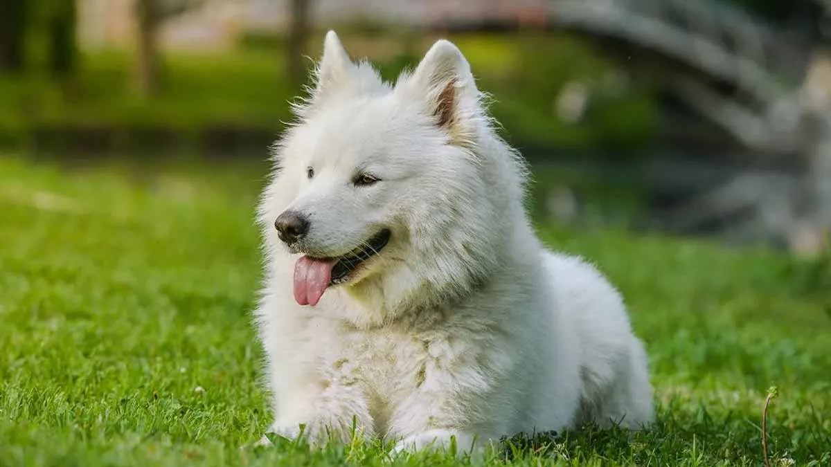 Finding out how smart different dog breeds are