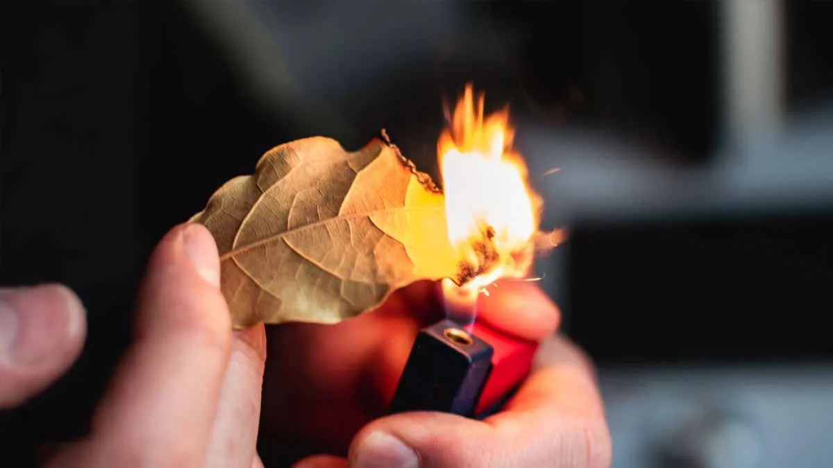 The hidden virtues of laurel leaves: ancient wisdom revisited