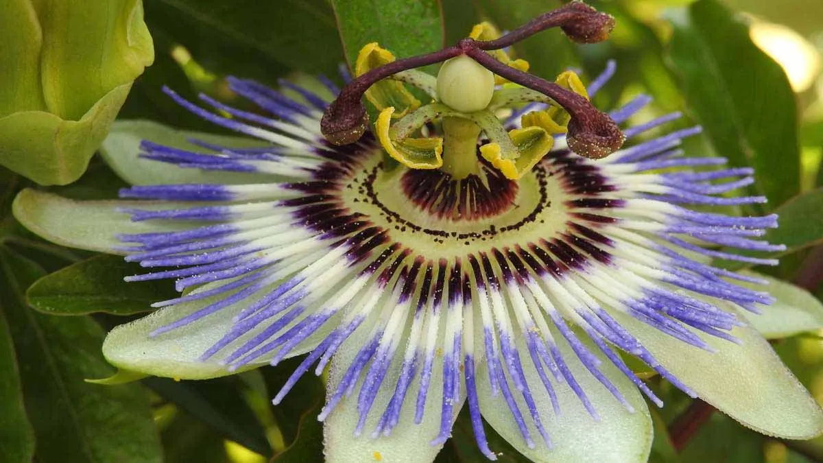 Lidl's passionflower: a plant for your outdoor space