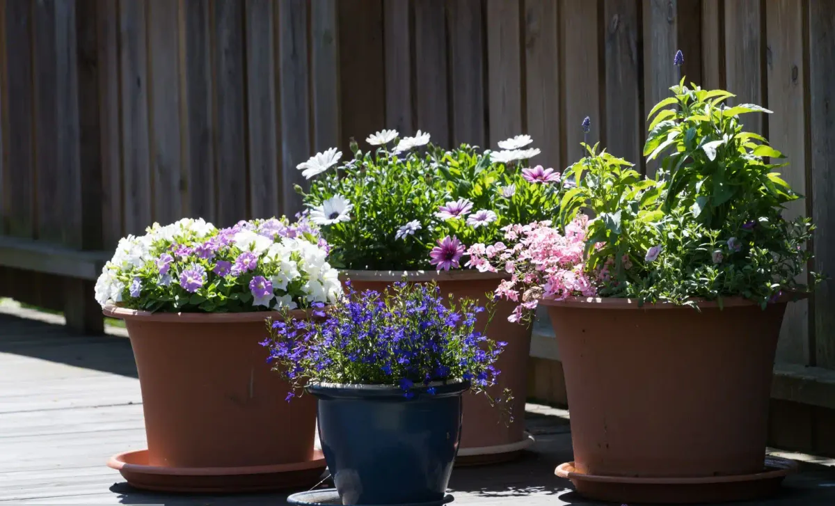 Flower pots are out: meet the new 2026 trend
