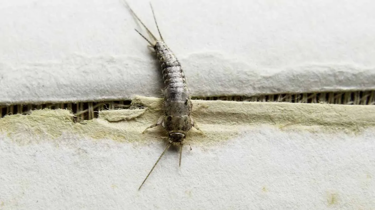 A quiet houseguest: the world of "silverfish" in our homes