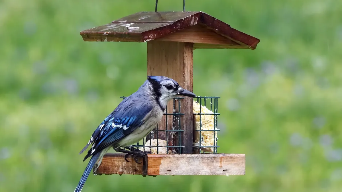 Nine birds you might not want in your garden
