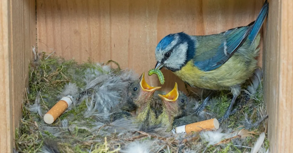 Urban blue tits using cigarette butts for nesting: a mixed blessing