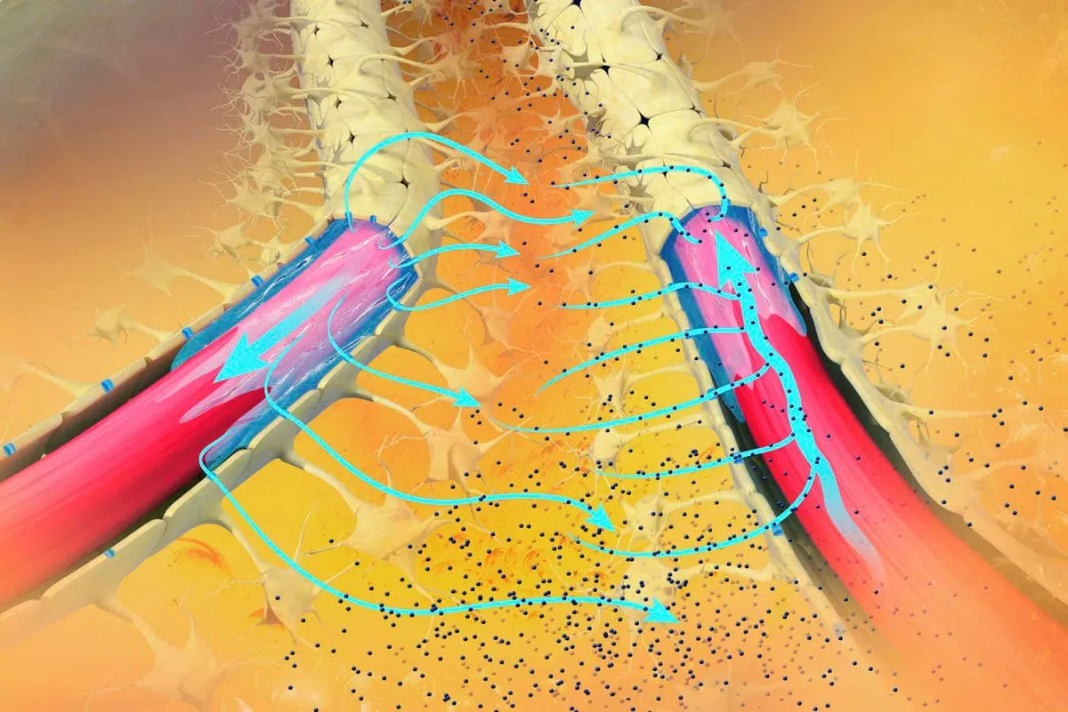 New drug treatment boosts brain's waste-disposal system