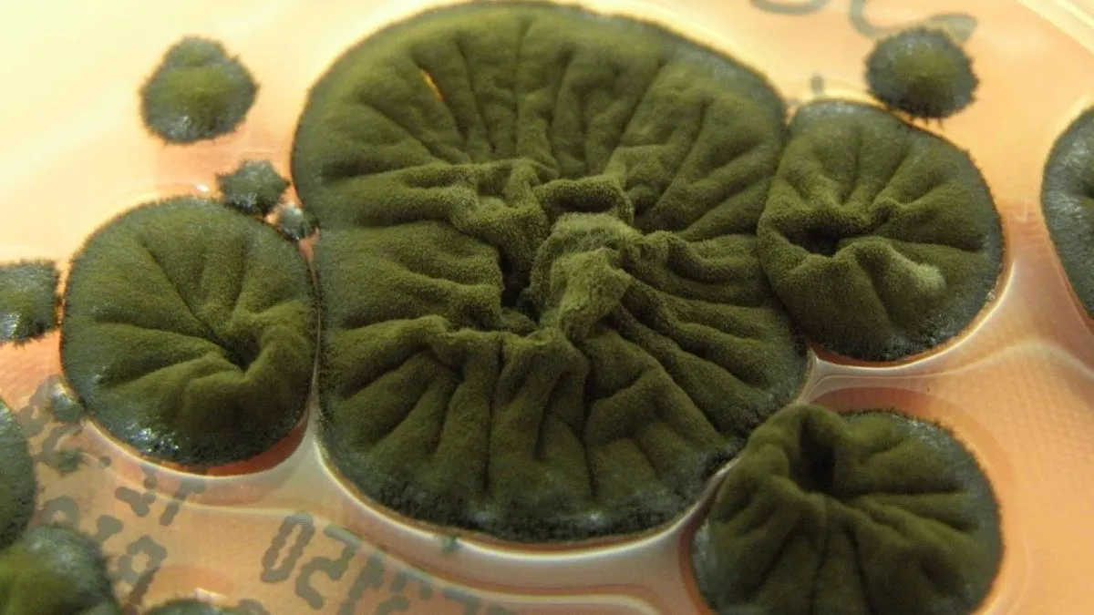 A Chernobyl fungus appears to show an unusual response to ionising radiation