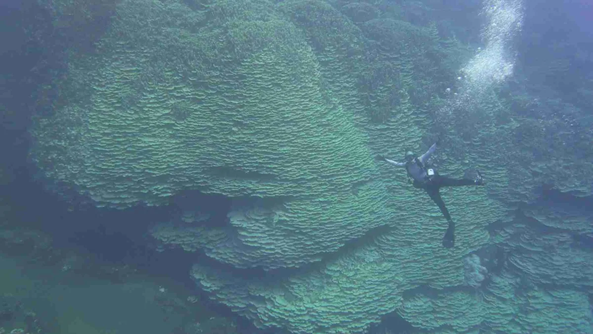 Massive coral find offers a glimpse of the future for reefs