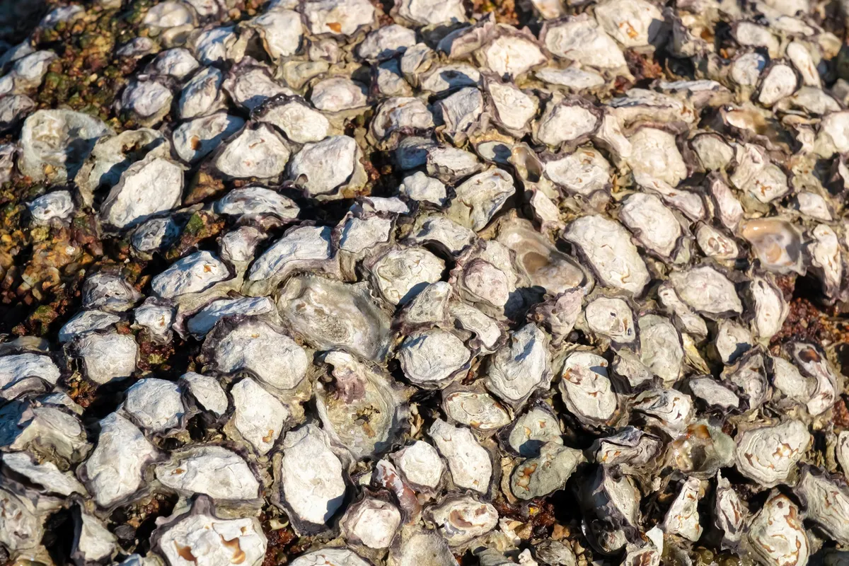 Natural oyster reefs help young oysters survive