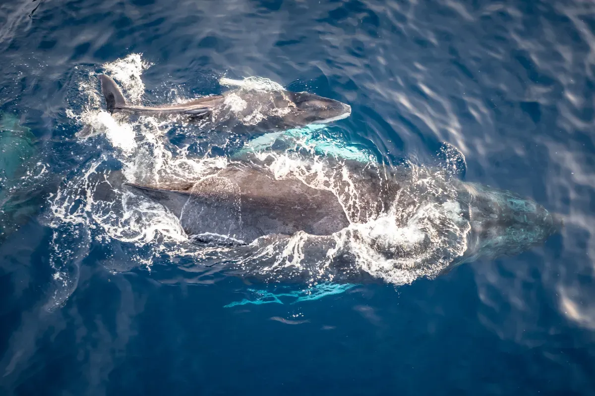 Rare footage: sperm whale gives birth off the coast of Dominica