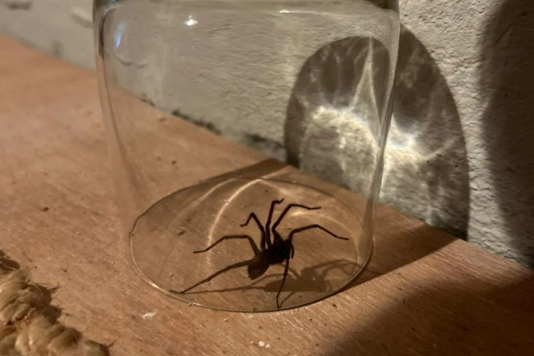 Putting a spider outside seems sensible… but it can backfire
