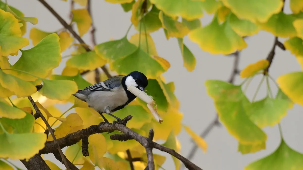Birds putting cigarette butts to good use in their nests